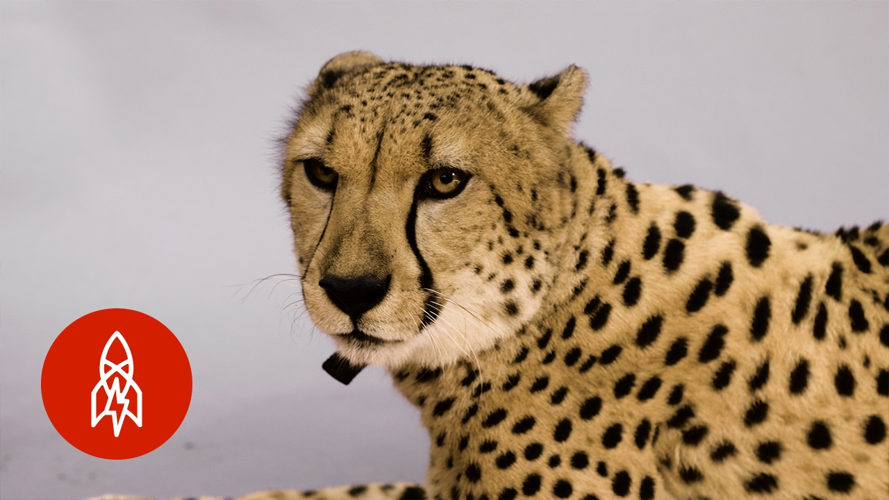 The African Cheetah Sprints for Survival
