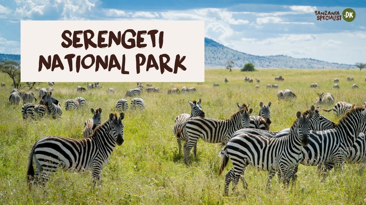 Udforsk Serengeti National Park med Tanzania Specialist
