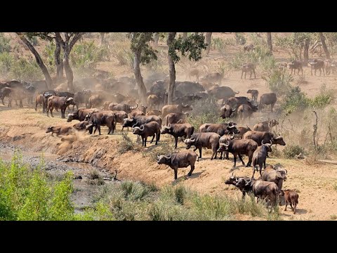 The Wildebeest Gait - Wonders Of The World