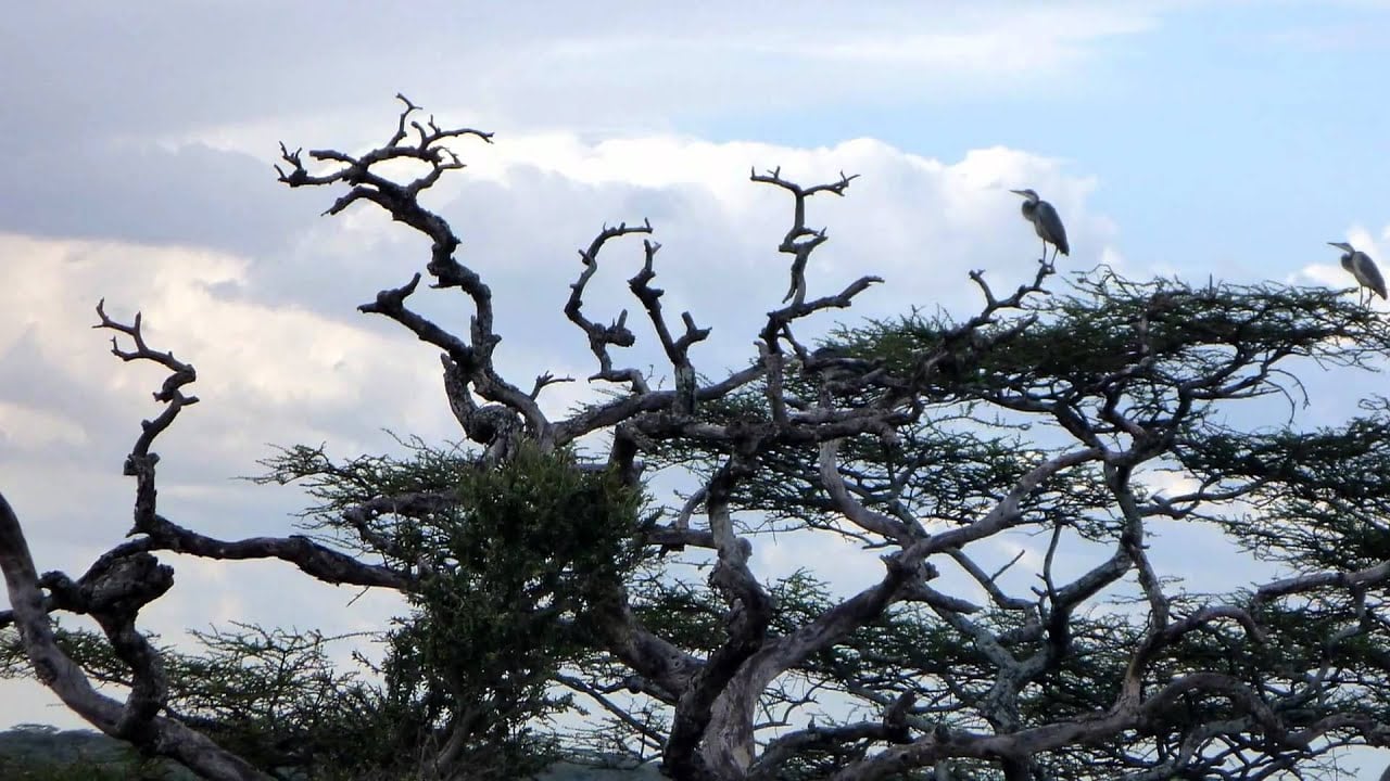Tanzania - Scenery and Trees from a Safari