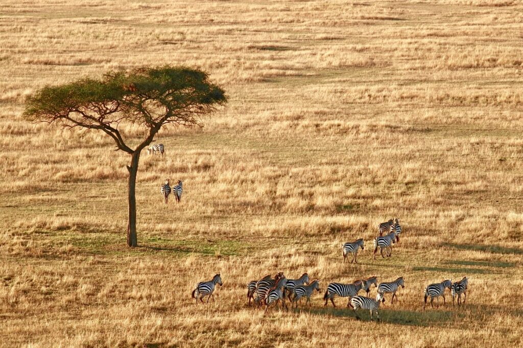 tanzania specialist tanzania rejseråd tips 