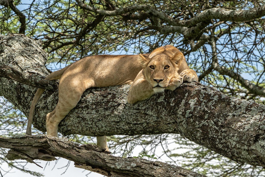 Lake Manyara National Park - Luksussafari!