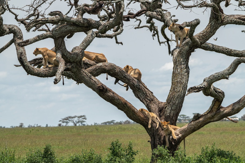 Serengeti National Park - luksussafari!