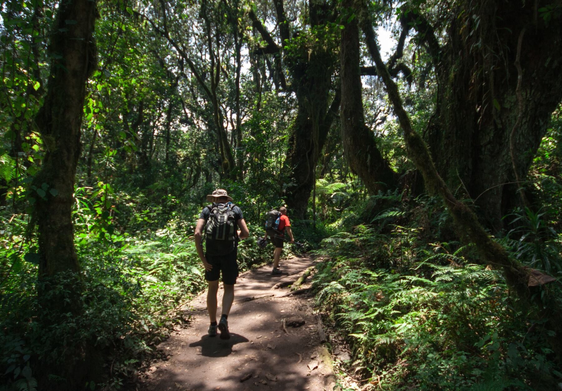 En lille gruppe vandrer gennem regnskoven på Kilimanjaro.