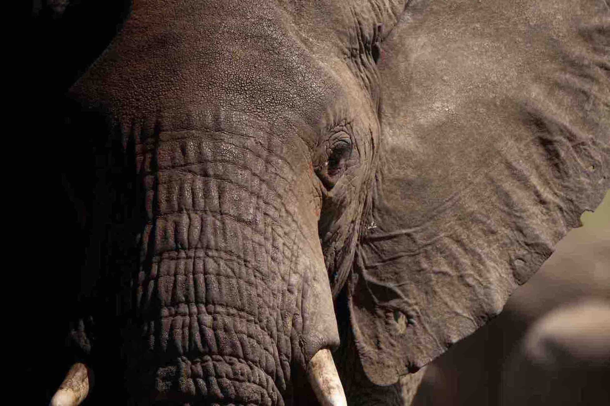 Tarangire National Park - luksussafari!