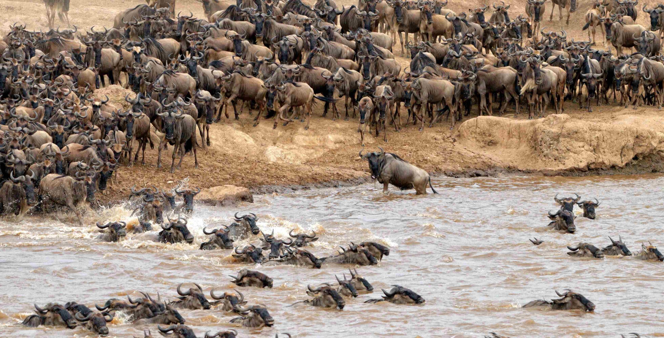 Northern Serengeti og Den store gnuvandring (mulighed for at se den berømte Mara River krydsning)