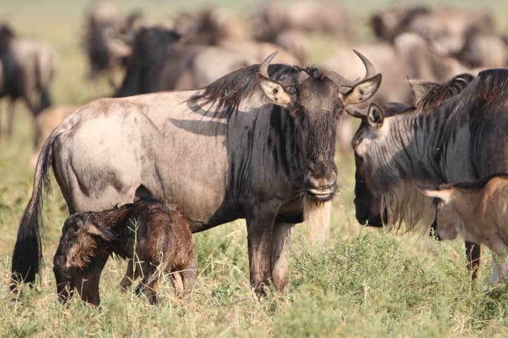 Ndutu (kun fra slutningen af december til marts under kælvningssæsonen for den store gnuvandring)