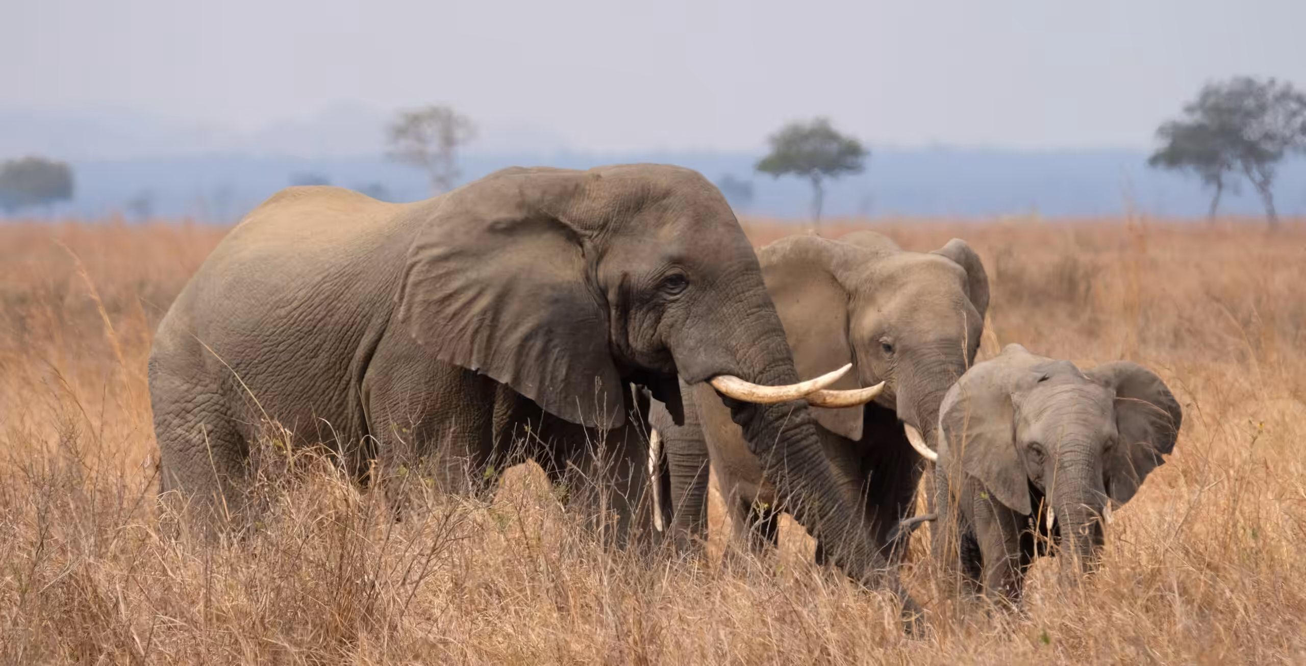 Mikumi National Park