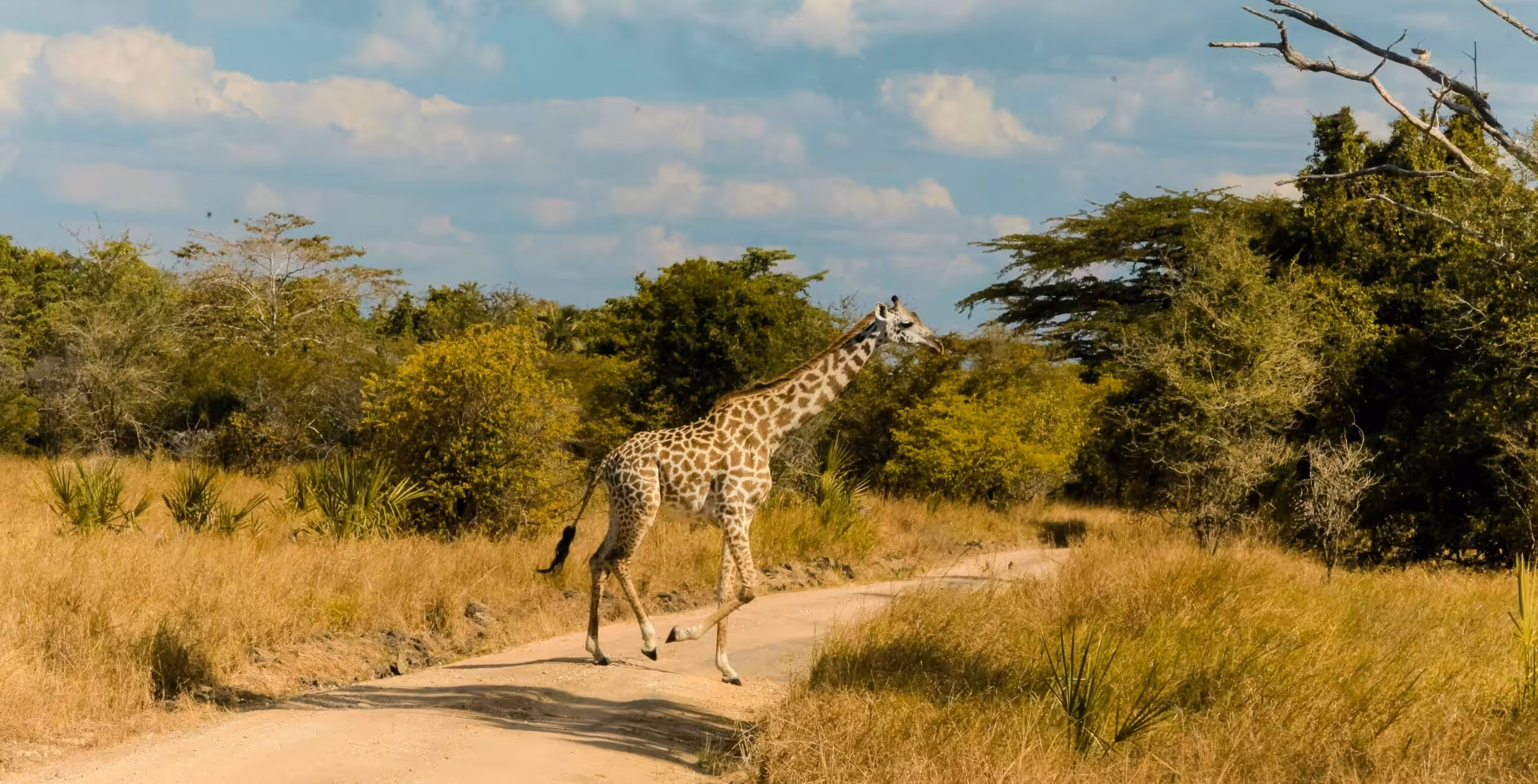 Saadani National Park