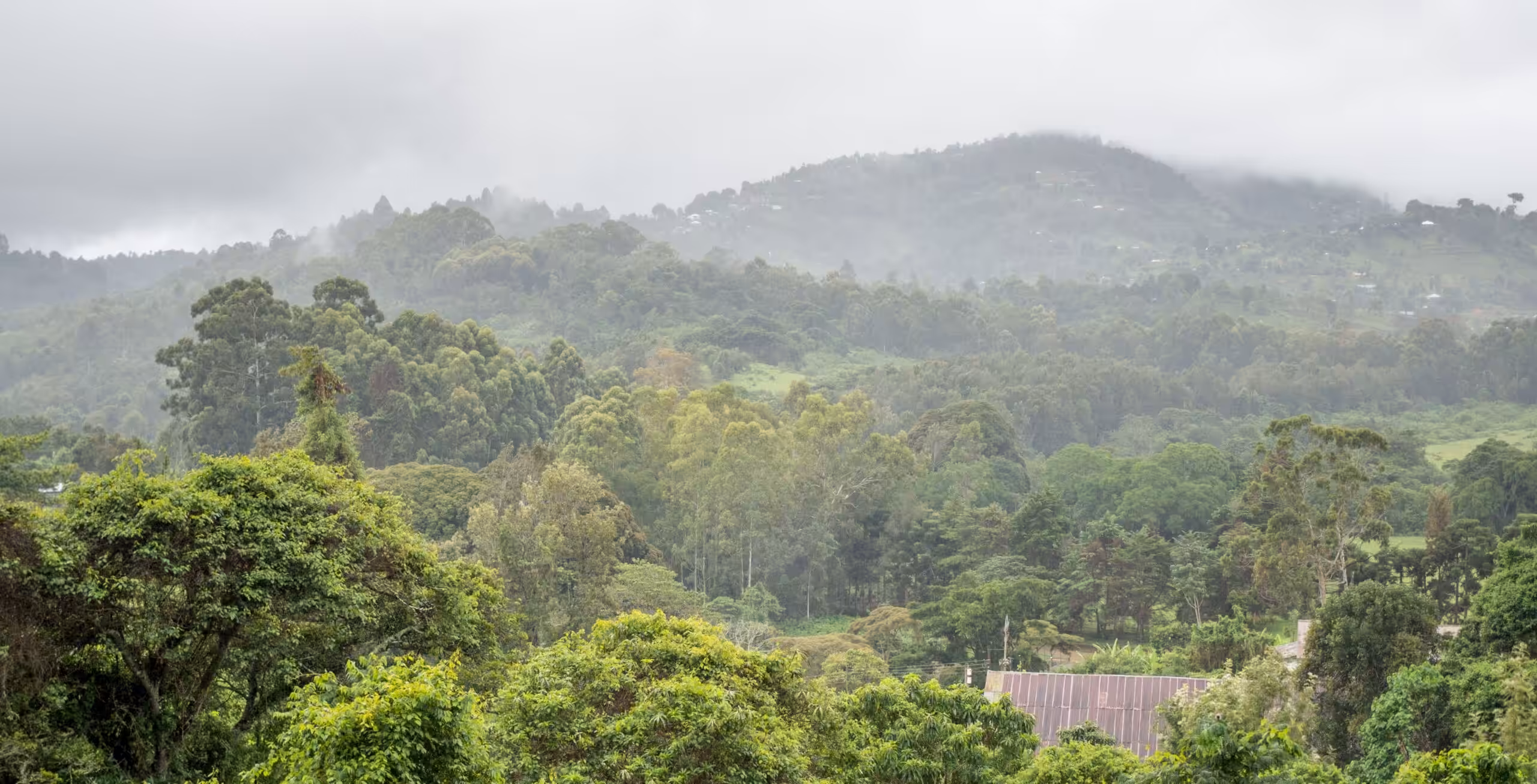 Usambara Mountains - Magoroto Forest Estate