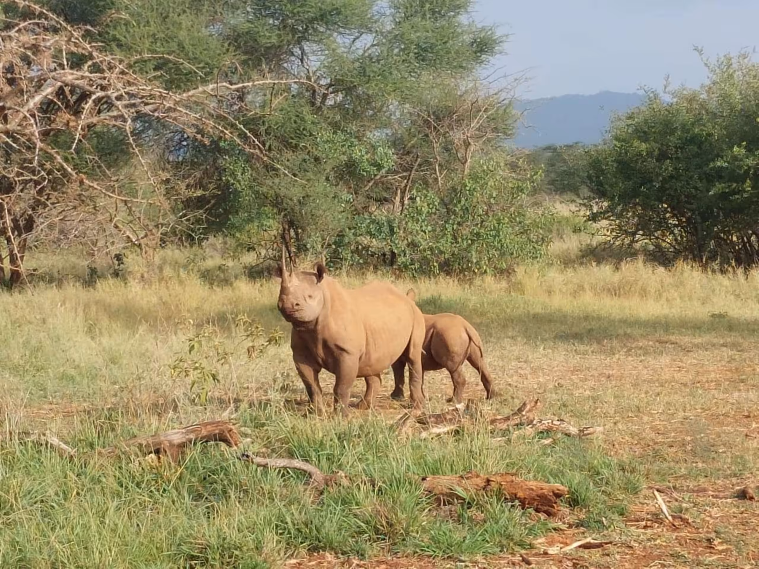 Mkomazi National Park