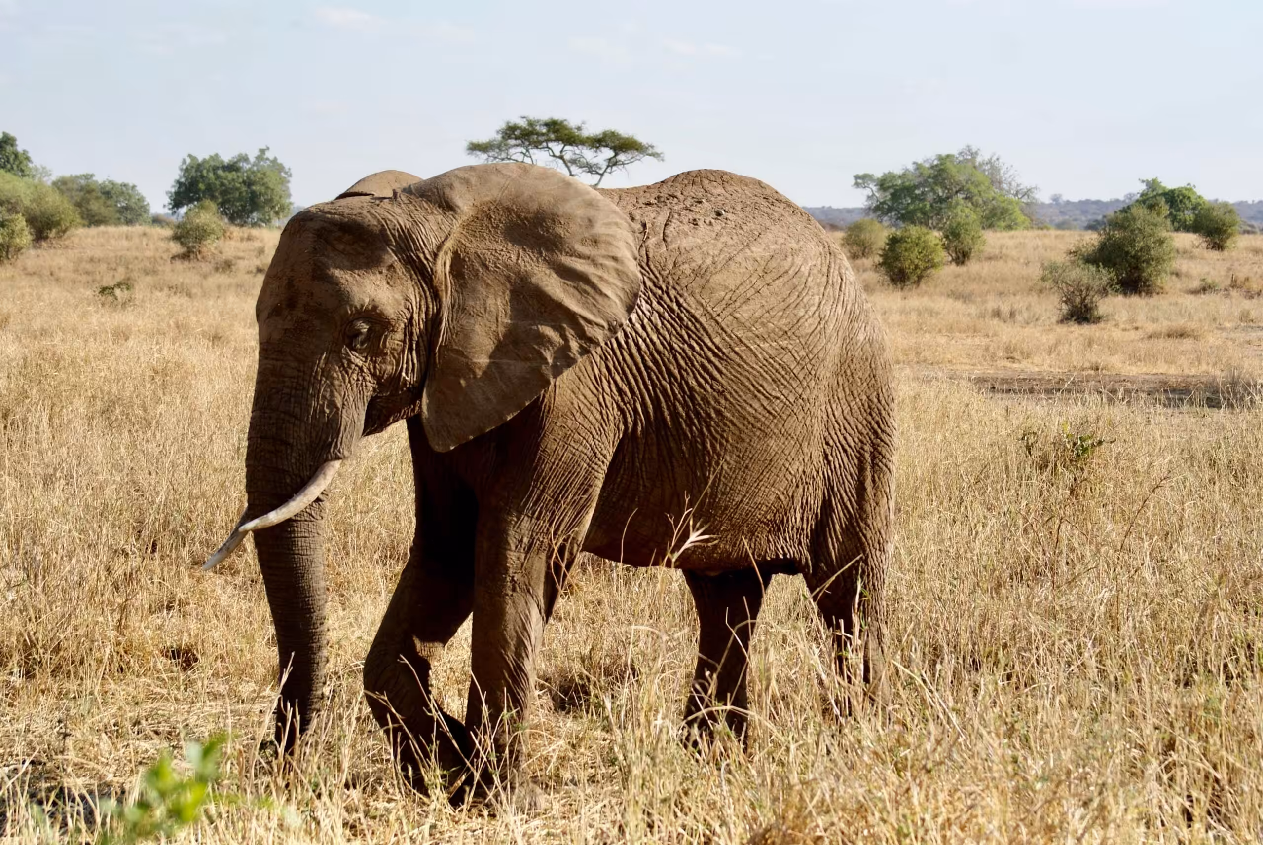 Tarangire National Park - luksussafari!