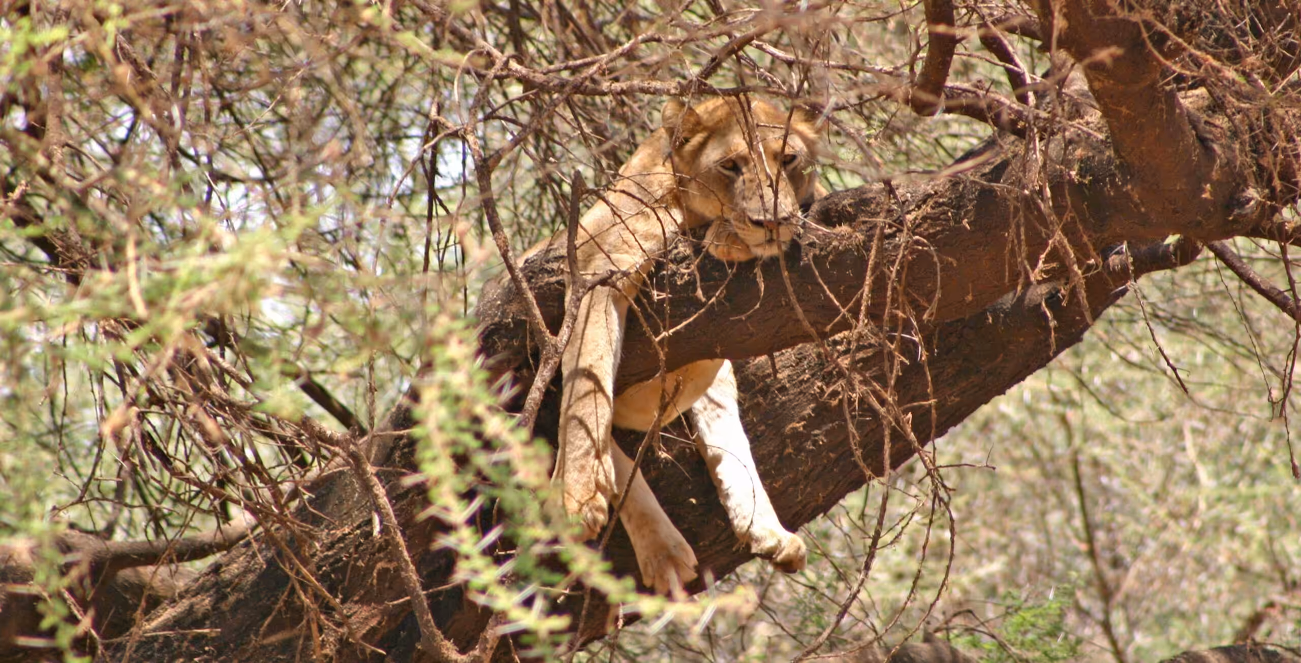 Lake Manyara National Park - Luksussafari!