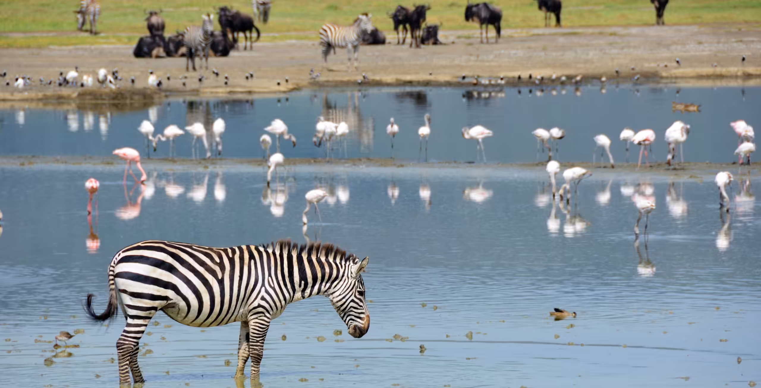 Ngorongoro Crater – luksussafari!