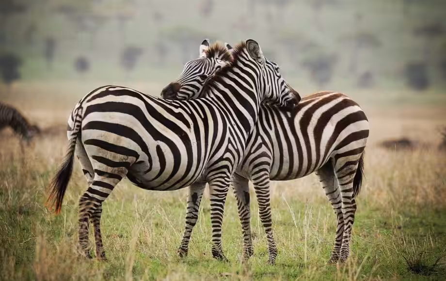 Two zebras hugging each other