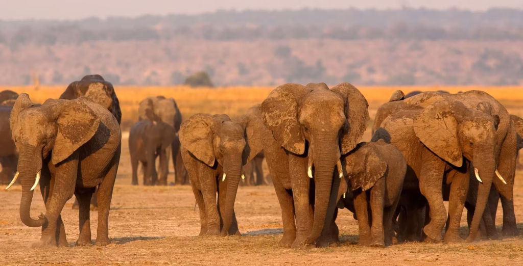 En stor flok elefanter i alle størrelser går henover savannen i Chobe National Park i Botswana.