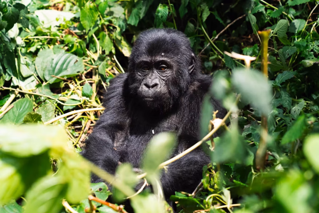 En ung gorilla sidder midt i den grønne jungle i Uganda.