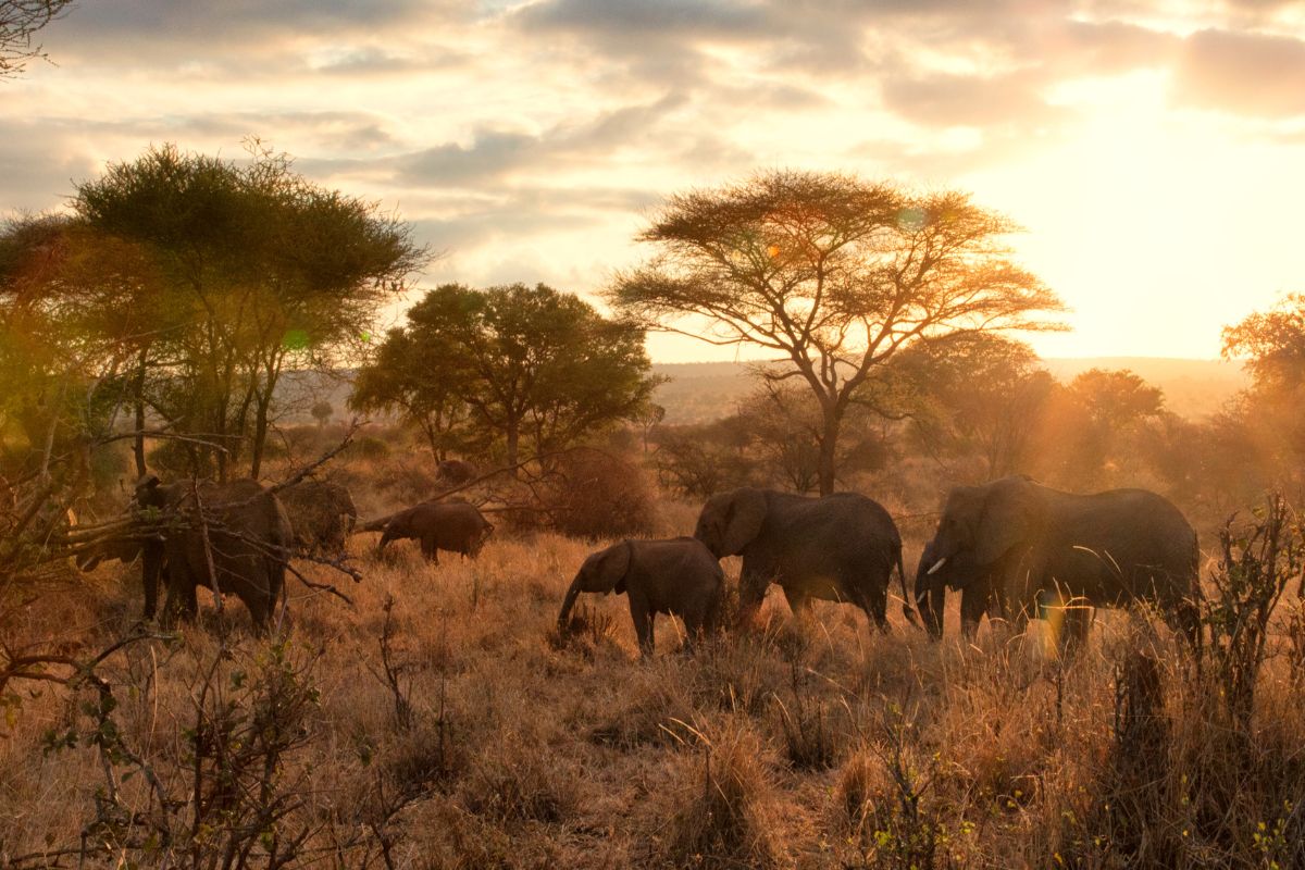 10 Most Seen Animals And Where To Spot Them On Your Tanzania Safari!