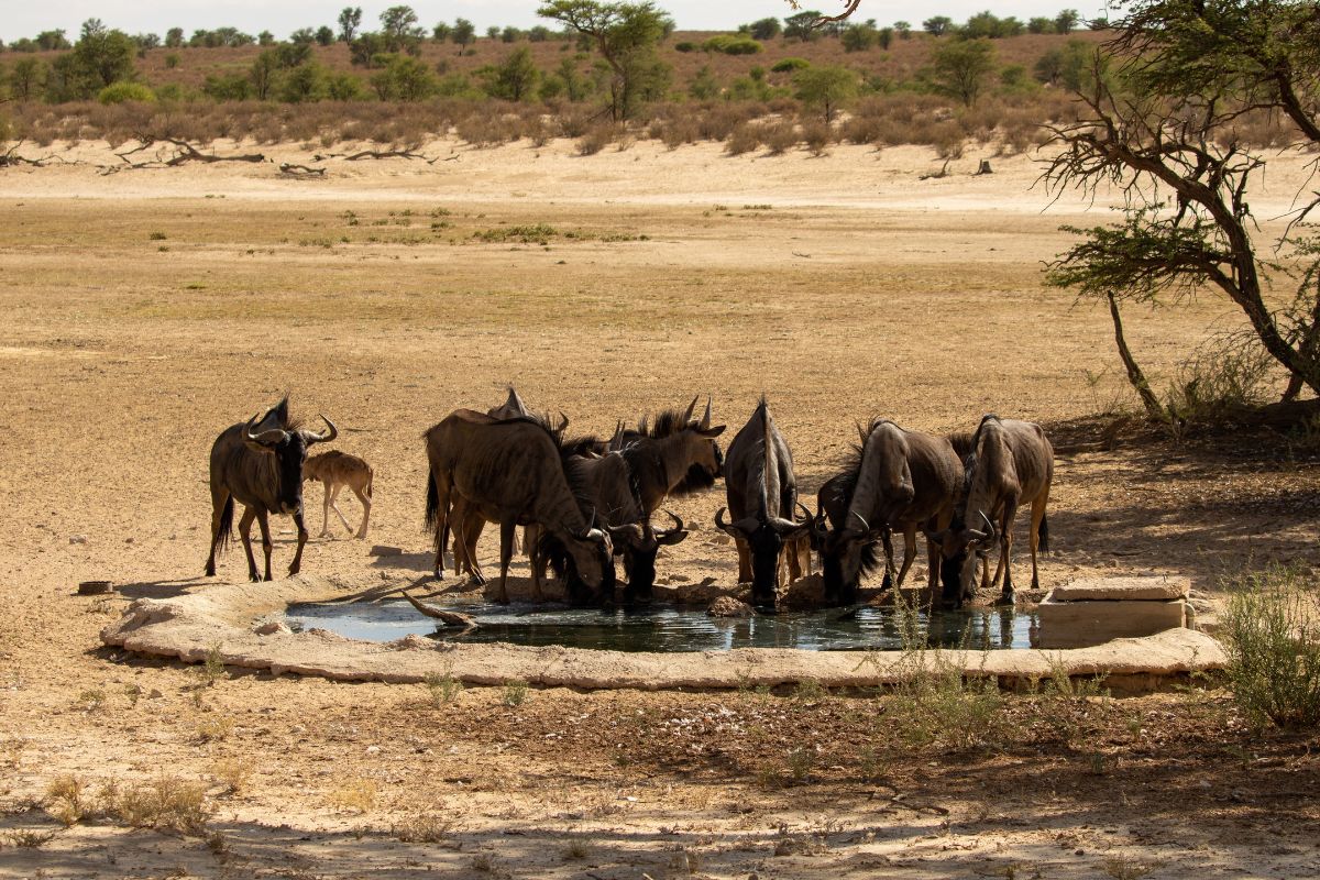 How Fast is a Wildebeest