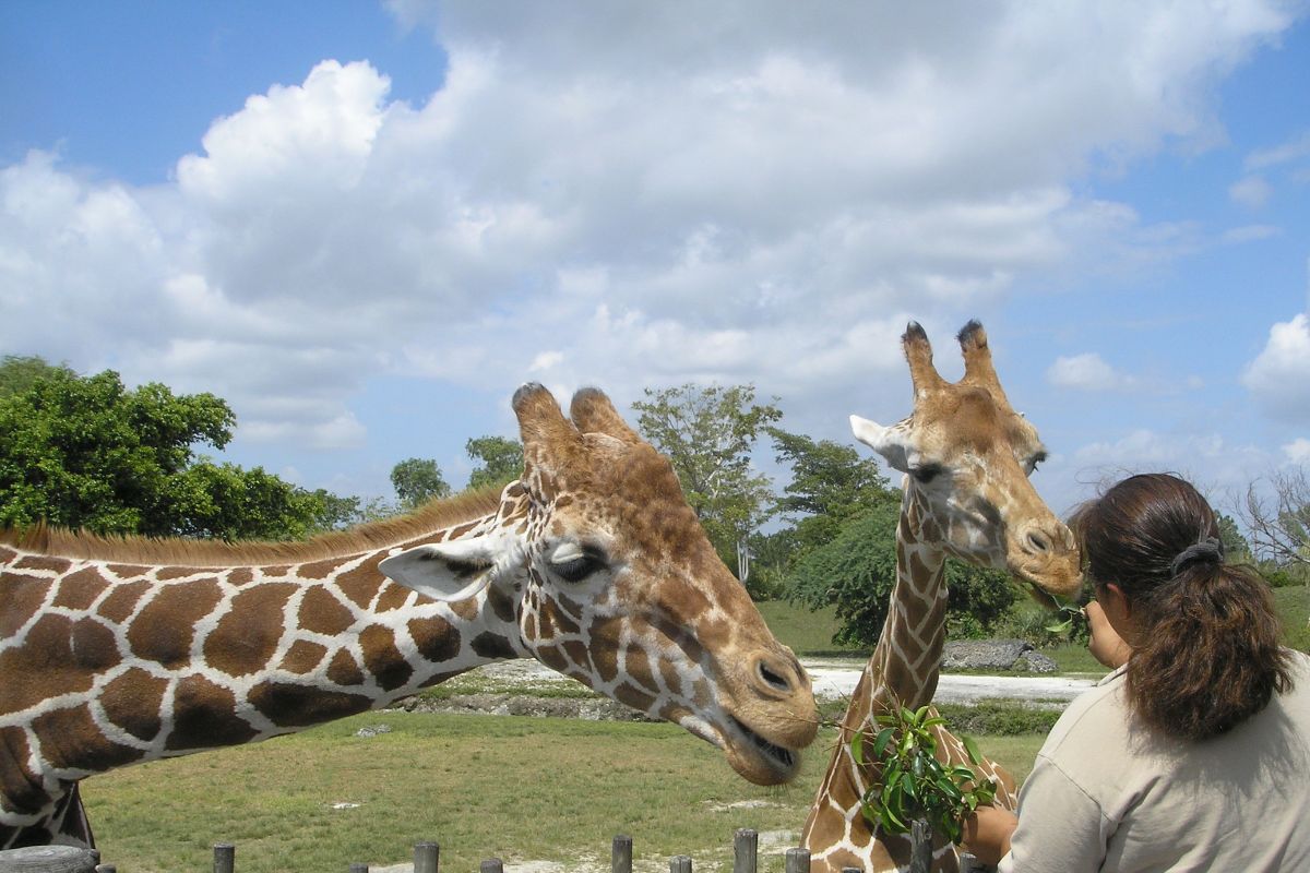 Are Giraffes Friendly