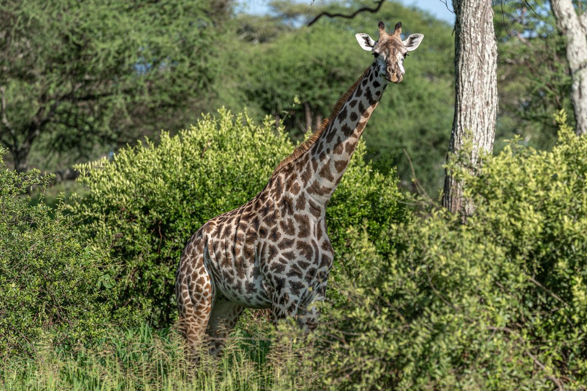 Are Giraffes Friendly