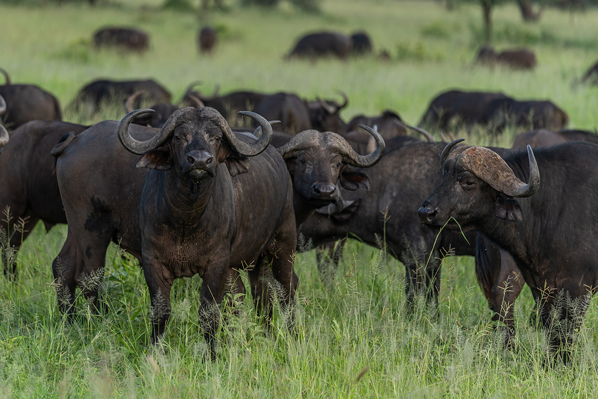 Cape Buffalo