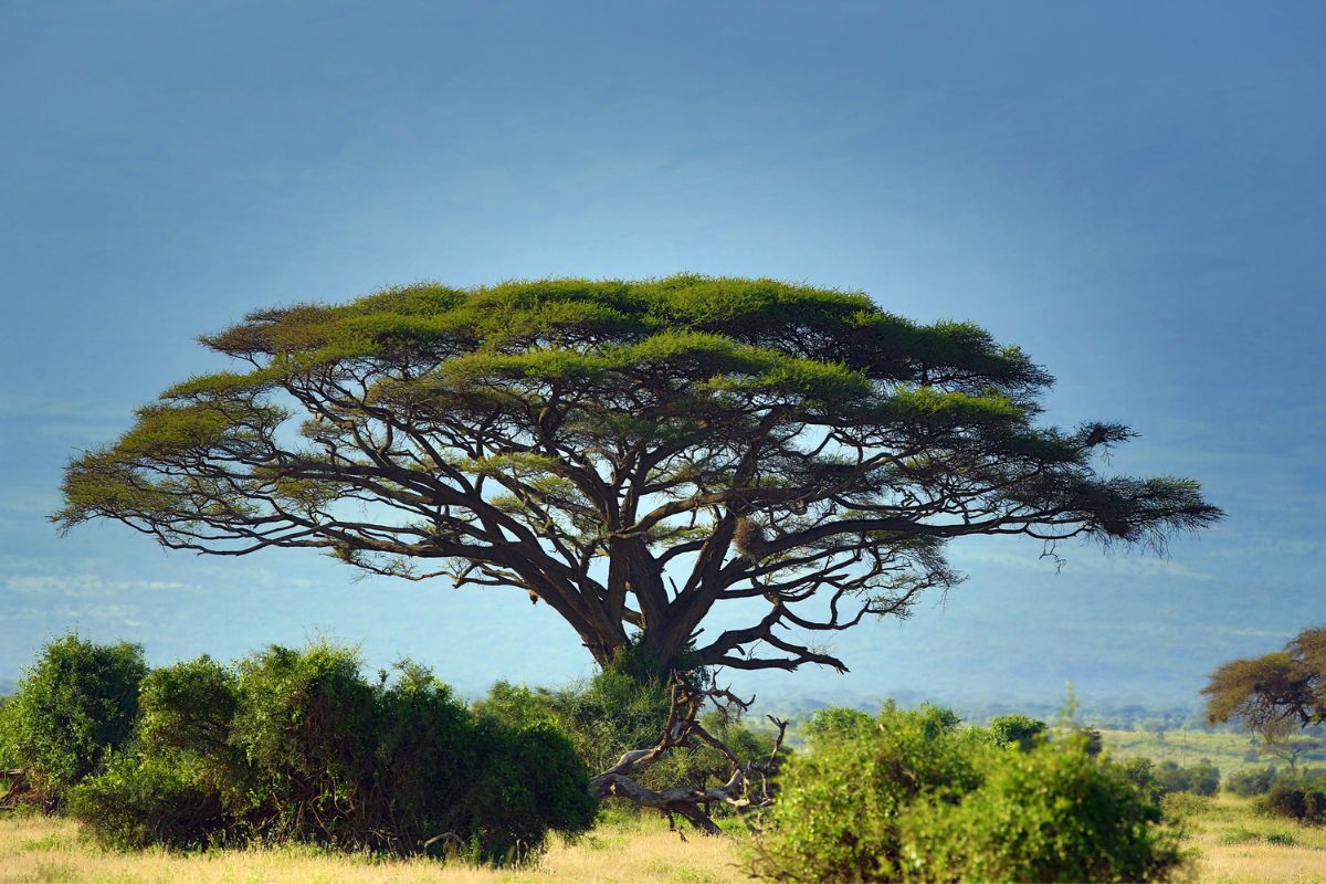 Common Trees You Might See On Your Safari in Tanzania