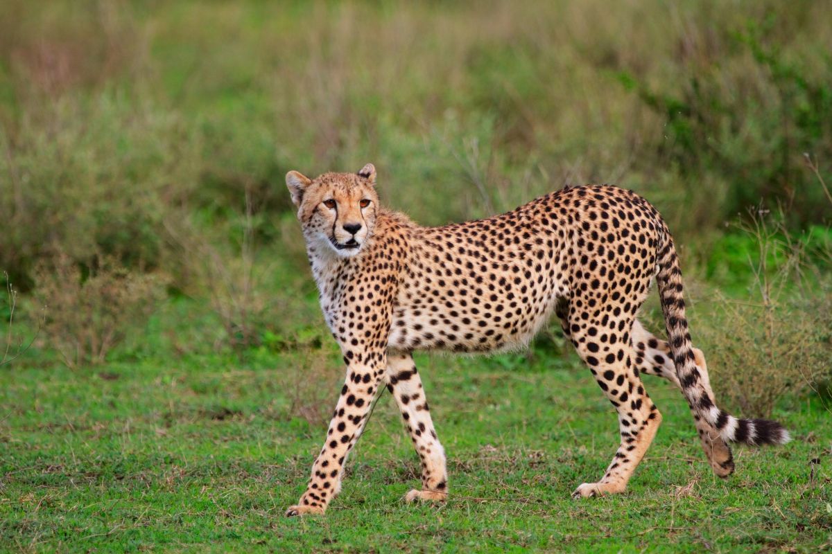 East African Cheetah
