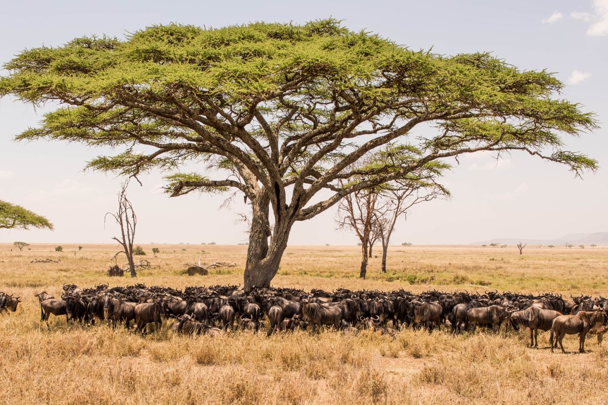 Nearly 30% Of Tanzania Is National Parks