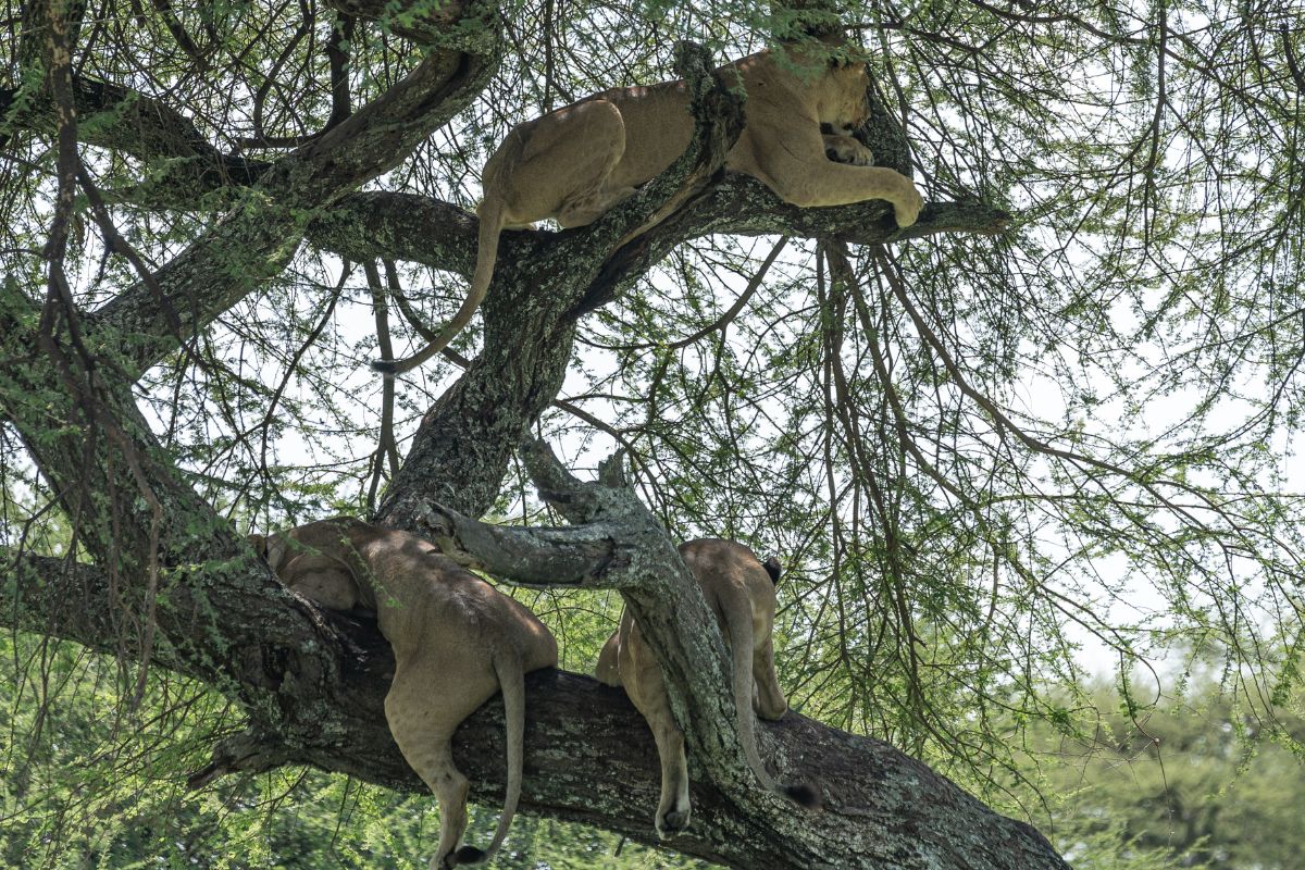 Tanzania Has A Unique Species Of Tree-Climbing Lions