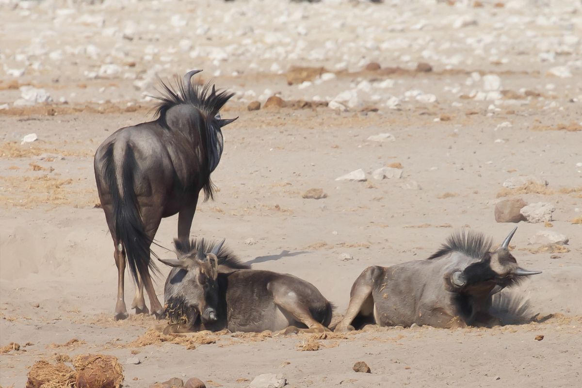 Blue Wildebeest