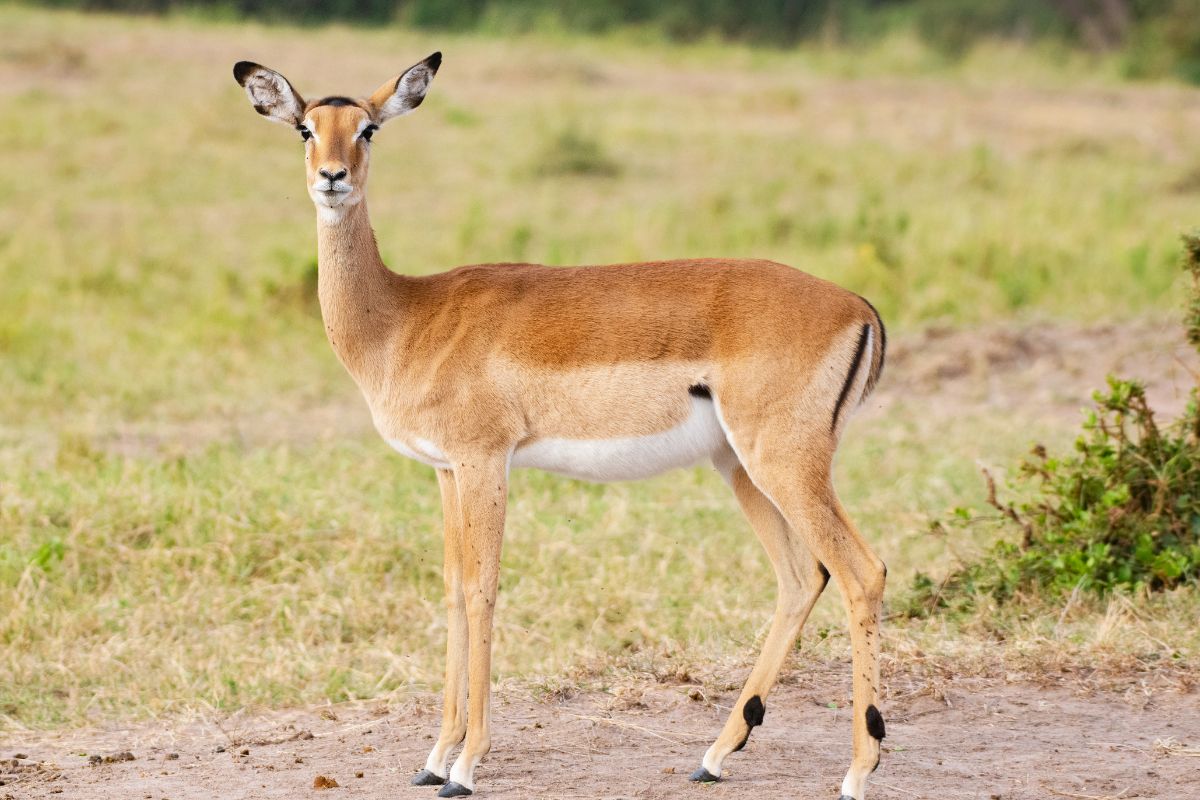 Gazelles