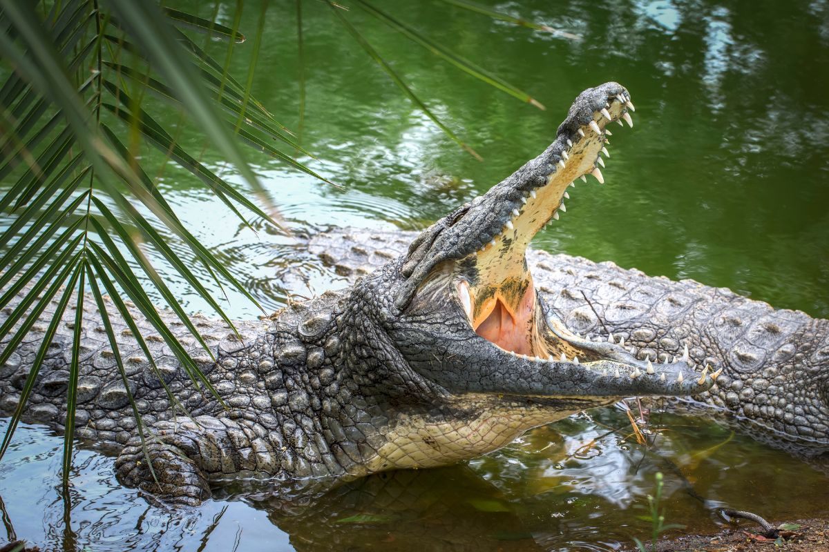 Nile Crocodile