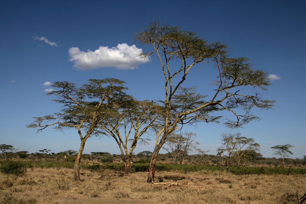 Trees of Tanzania: The Yellow Fever Tree