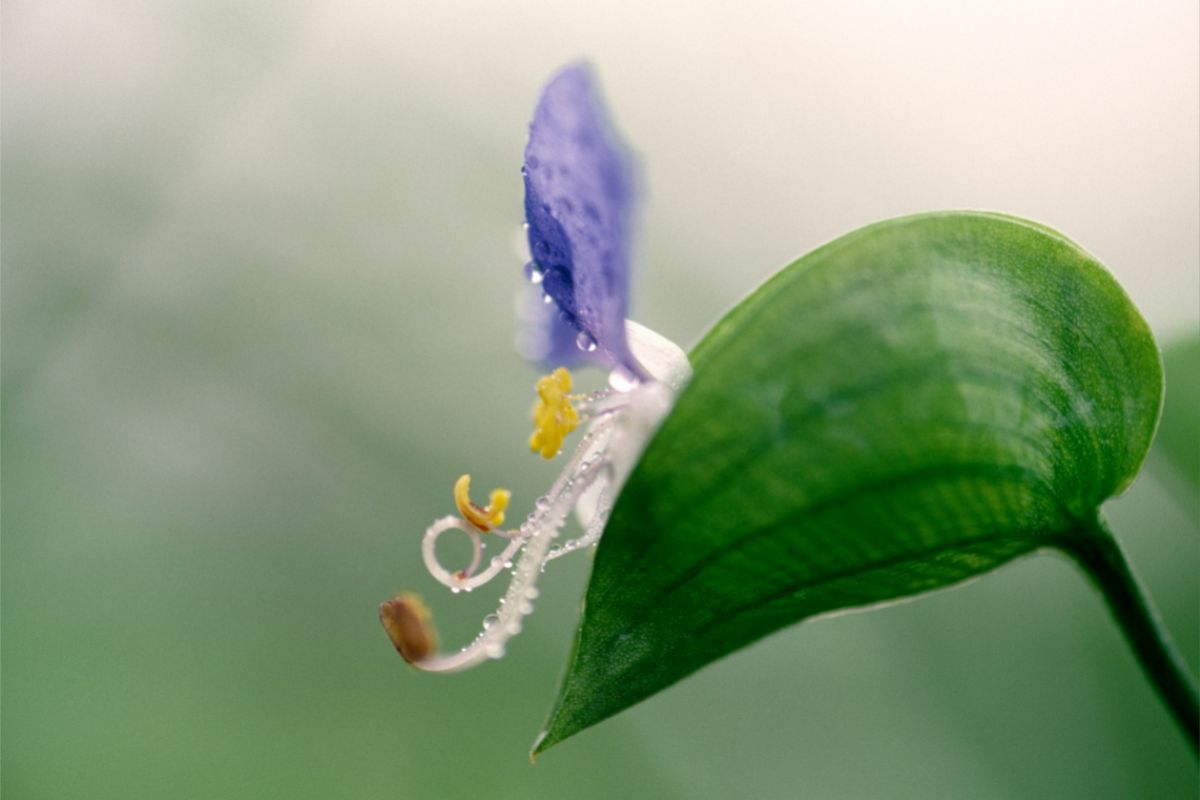 Commelina Lukei