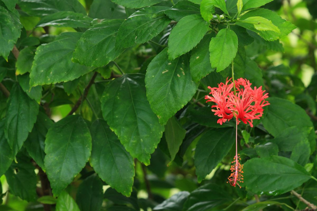 Hibiscus Schizopetalus