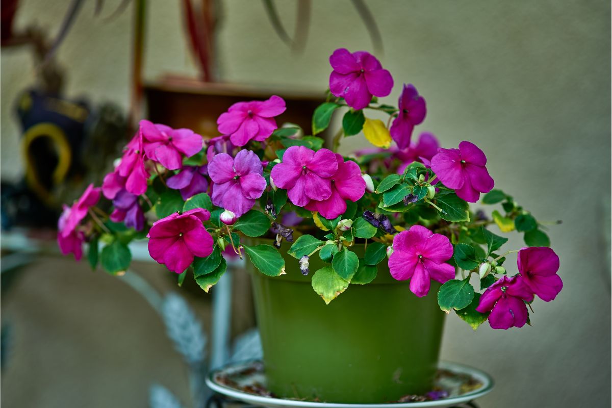 Impatiens (Impatiens Walleriana)