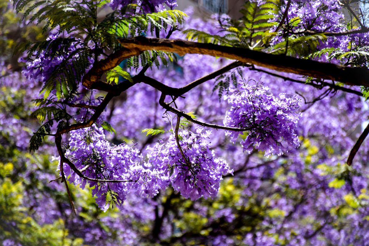 Jacaranda Mimosifolia